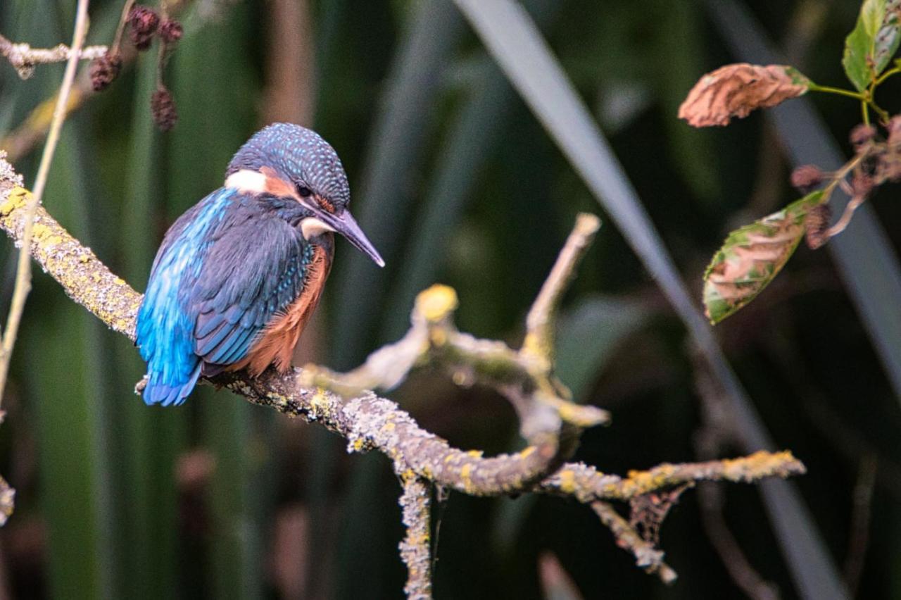 Met De Kippen Op Stok - Vakantiehuisjes Villa Baexem Bagian luar foto